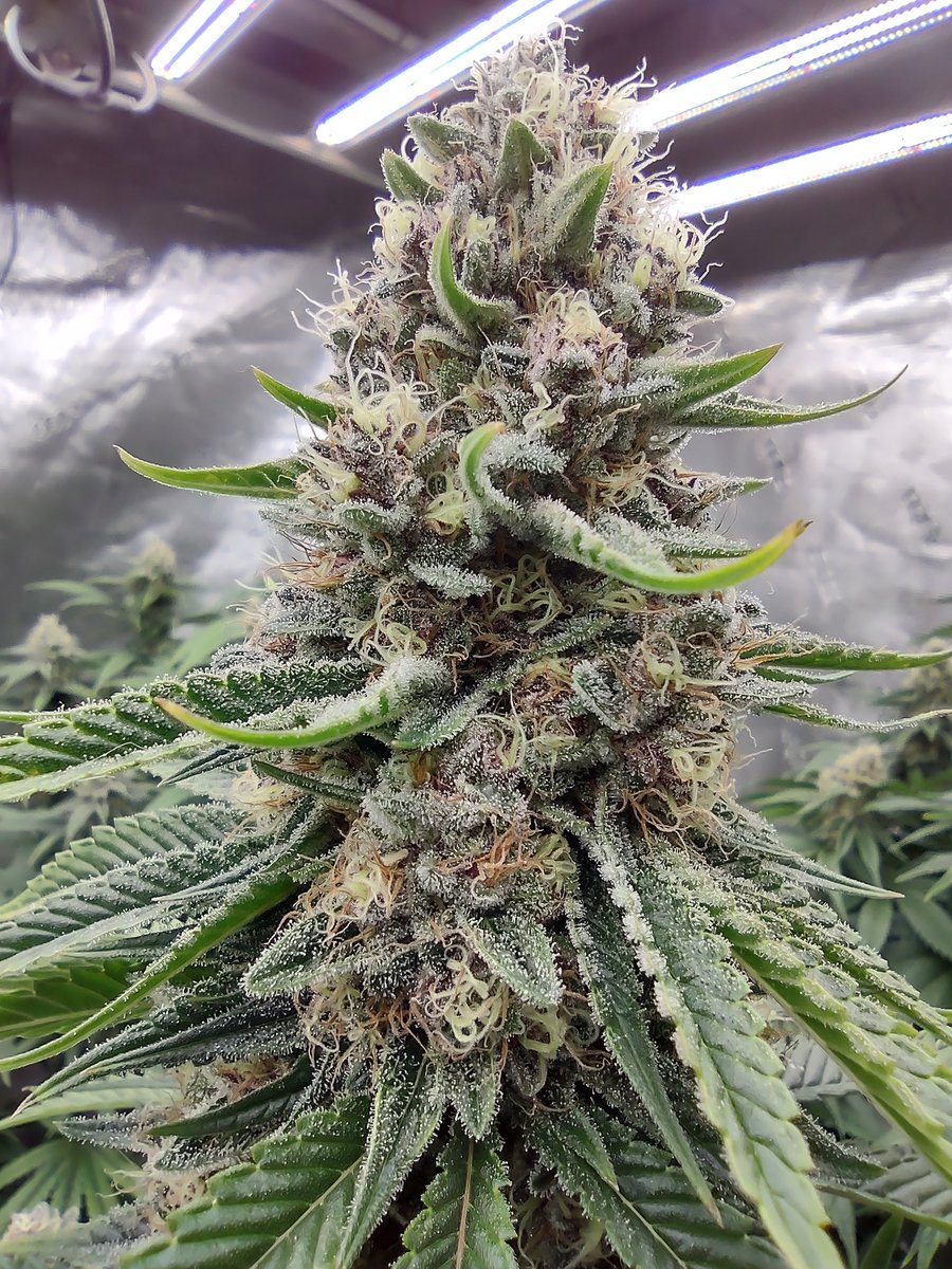 Getting Close to the finish line. 
Plants>Pills
Phuc big Pharma
#cannabisculture #cannabis #Weedmob #weedsmokers #greenthumb #drgreenthumb #drgreenthumb #cannafam #WeedLovers #WeedLife #growyourown #medicine #Medical #