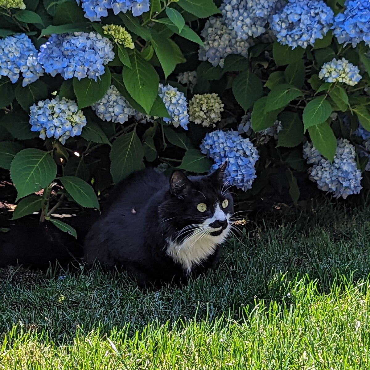 he loves this hydrangea 🥰
