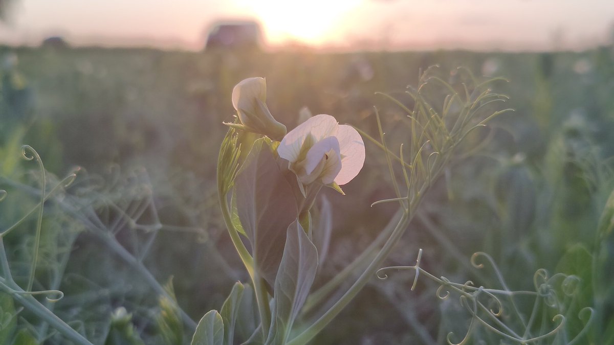 Uusi Follow a Farmer jakso: youtu.be/ONvzKL7BQvo mm. maanparannusnurmia, biologis-mekaaninen syväkuohkeutus ja pohdintaa syysöljykasvien perustamisesta 🌱👩🏼‍🌾🚜 #FollowAFarmer <a href="/BASFAgro/">BASF Agricultural Solutions</a>