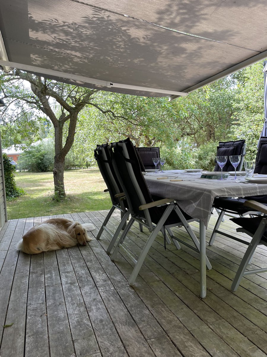 It is important to relax, before new adventures! Who knows what tomorrow brings?! #legolastheafghanhound #ZSHQ #sighthound #puppy #dog #doglovers #dogsofinstagram #dogsoftwitter #DogsOnTwitter #dogtwitter