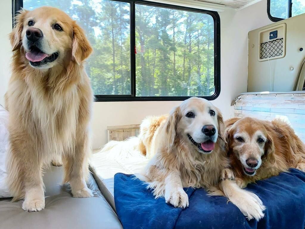 another favorite (lets be honest anything with Hopper will be :) ) from @TheGoldenRatio4 and the late Hopper T Dog.

Left to Right.  Venk (Standing), Queen Hopper T in the middle, and their late seester, Swizzle next to Hops