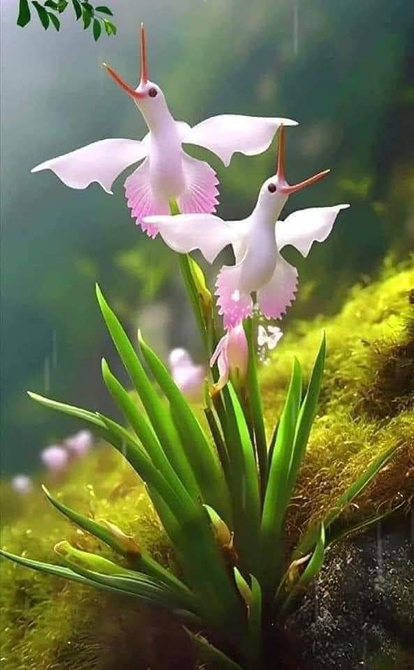 Orquídea del Canadá