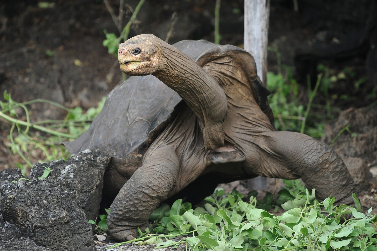 Known as the rarest creature on Earth and the last of his species, male Pinta Island tortoise #LonesomeGeorge died #onthisday in 2012. 🐢 #endling #ChelonoidisAbingdonii #trivia #GalápagosIslands #Galápagos #conservation #taxidermy