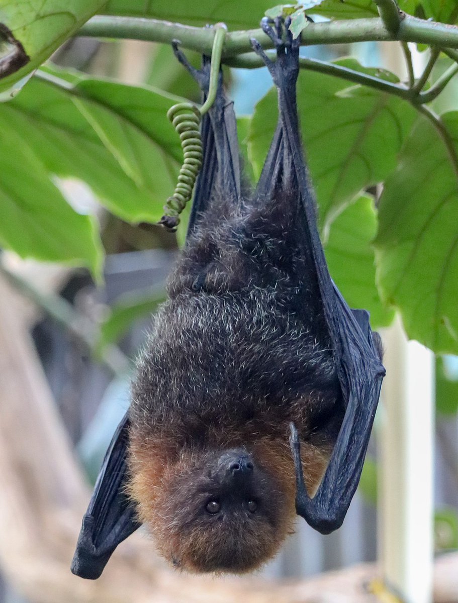 LOOK HOW FUZZY THIS LITTLE FELLA IS I LOVE THEM!!!! 🥰🦇