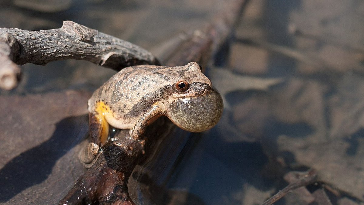 MWPARC's tweet image. Although it’s no longer spring, Spring Peepers (Pseudacris crucifer) can still be heard this time of year during the day or night in wooded areas, especially after a heavy rain! 🐸

#Springpeeper #frogs