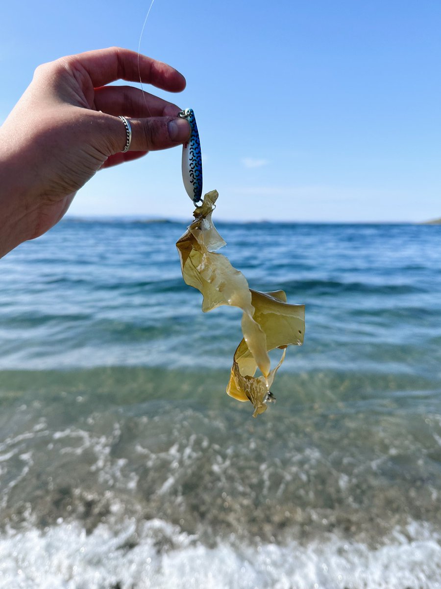 monnihimari's tweet photo. Juhannusruusu ja juhannuskala Lakselvin tyyliin. ☀️🎣

#juhannus #kalastus https://t.co/kaLPQAX1Sa
