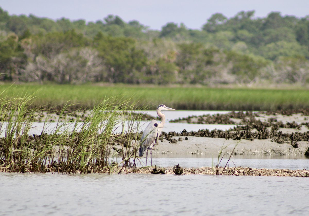 Did you know the oldest living Great Blue Heron was over 24 years old? 

📷 Kerry Pardoll 
#NaturallyKiawah #Kiawah #Wildlife #Nature #protectwhatyoulove