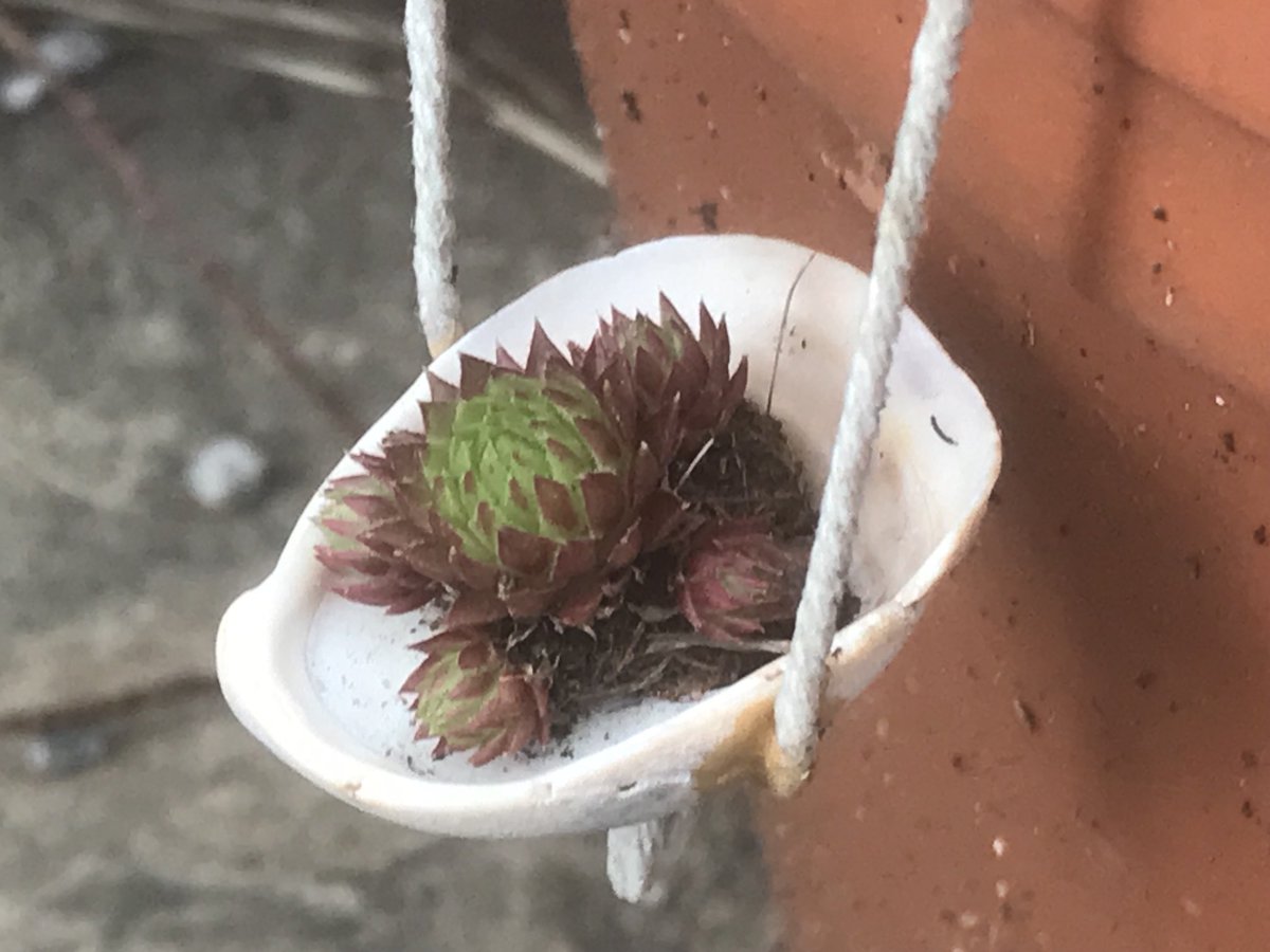 The tiny #Shell #HangingBasket 🐚🧺 is still alive despite having hardly any soil and being knocked out of the shell a few times. 😂🧝👨🏼‍🌾🪴🐚🧺🌱 #GnomeGarden #Succulents
