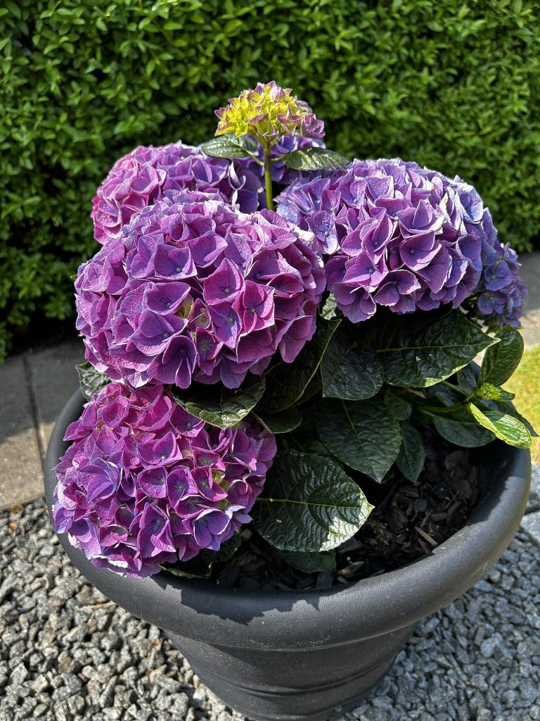 jst_survivalrtd's tweet photo. Have you ever noticed how nature make you feel😊?
#frenchhydrangea #hydrangea #flowerphotography #FLOWER #Flower #naturephoto #NaturePhotography #Perth #Australia https://t.co/LMwvmRPIph