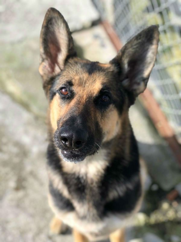 AdoptionsUk's tweet photo. Please retweet to help Amie find a home #CORNWALL #UK 
SPECIAL APPEAL  Aged 8, she has spent most of her life in rescue.   Amie is deaf and needs to be the only pet.   Please give an extra retweet🌟
DETAILS or APPLY👇
https://t.co/szODGxRKNR 
#dogs #GermanShepherd https://t.co/irDAwQn8PZ