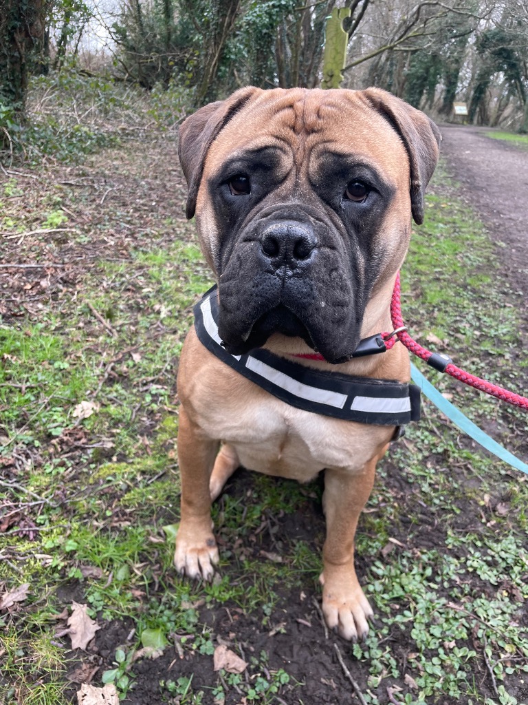 Please retweet to help Wendy find a home #SWANSEA #WALES #UK 
Gentle Giant Mastiff aged 1. She can live with children aged 12+ and possibly with another relaxed dog. 
She loves attention and is good on the lead 🌟

DETAILS or APPLY 👇
rspca-llysnini.org.uk/dogs/wendy/ #AdoptDontShop