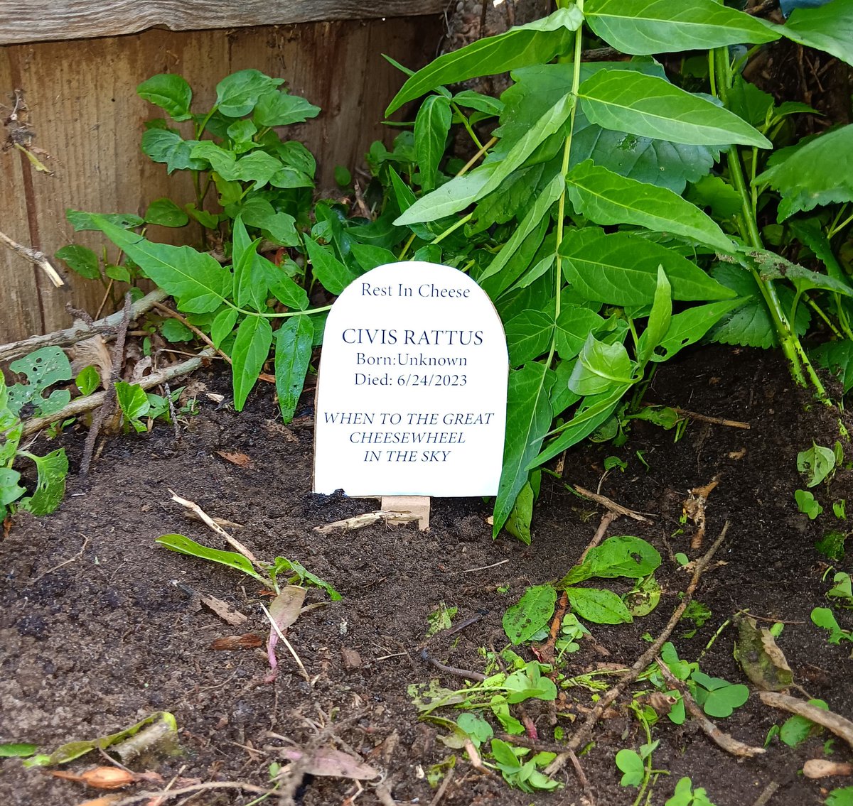 JohnELTenney's tweet photo. On my walk I found a rat dead in the street so ...now it's in a much more peaceful place.
R.I.C. buddy.
#KindnessToAll https://t.co/Fd0xMx2KI8