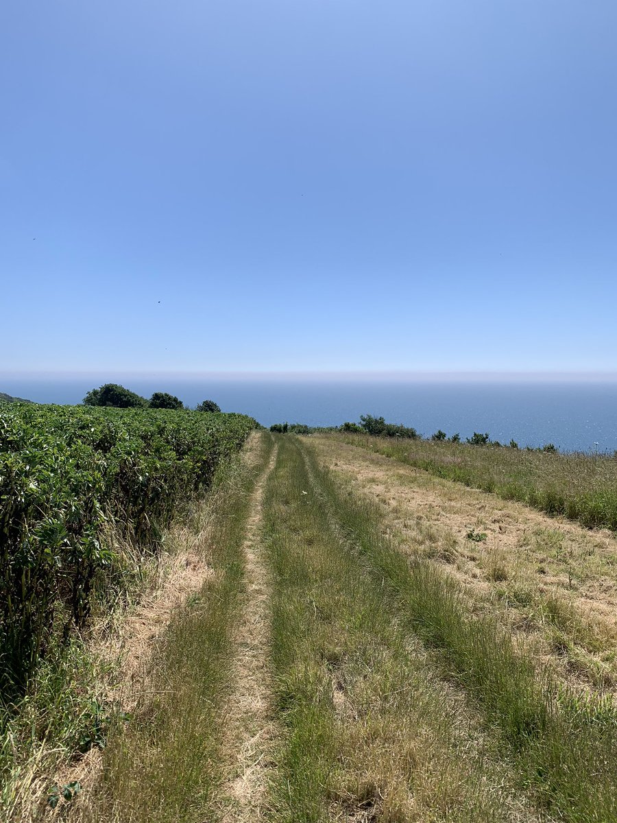 rachelj_bell's tweet photo. Making the most of a weekend. Early start and headed to the coast. Breakfast by the sea at 9am then a 12km walk along @swcoastpath from Seaton to Lyme Regis. Wonderful! But lots of mist so not too much ☀️!! 
@NaturalEngland 
#SWcoastpath
#StepintoSummer23 @WiPUK 
30,000 steps 😜 https://t.co/rQq2PNamla