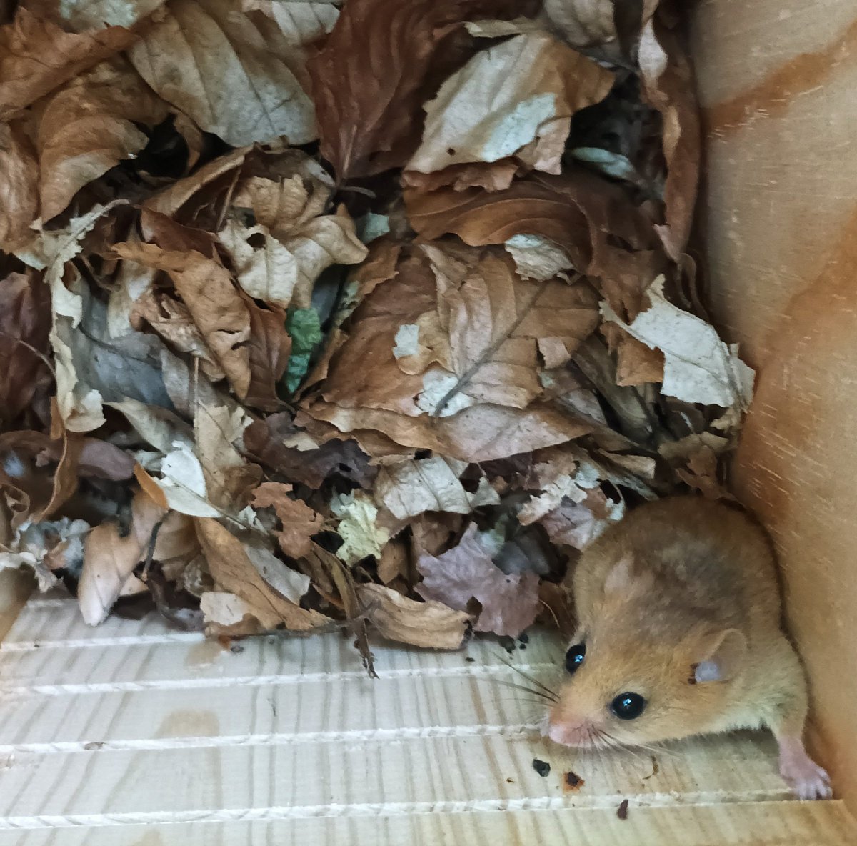 MittelmanPedro's tweet image. First hazel dormouse using our recently-installed nest-boxes in our mixed beech/Norway-spruce plot! 😀🌲🌳🐿️

@enrico_unigoe @ProjecteLiro