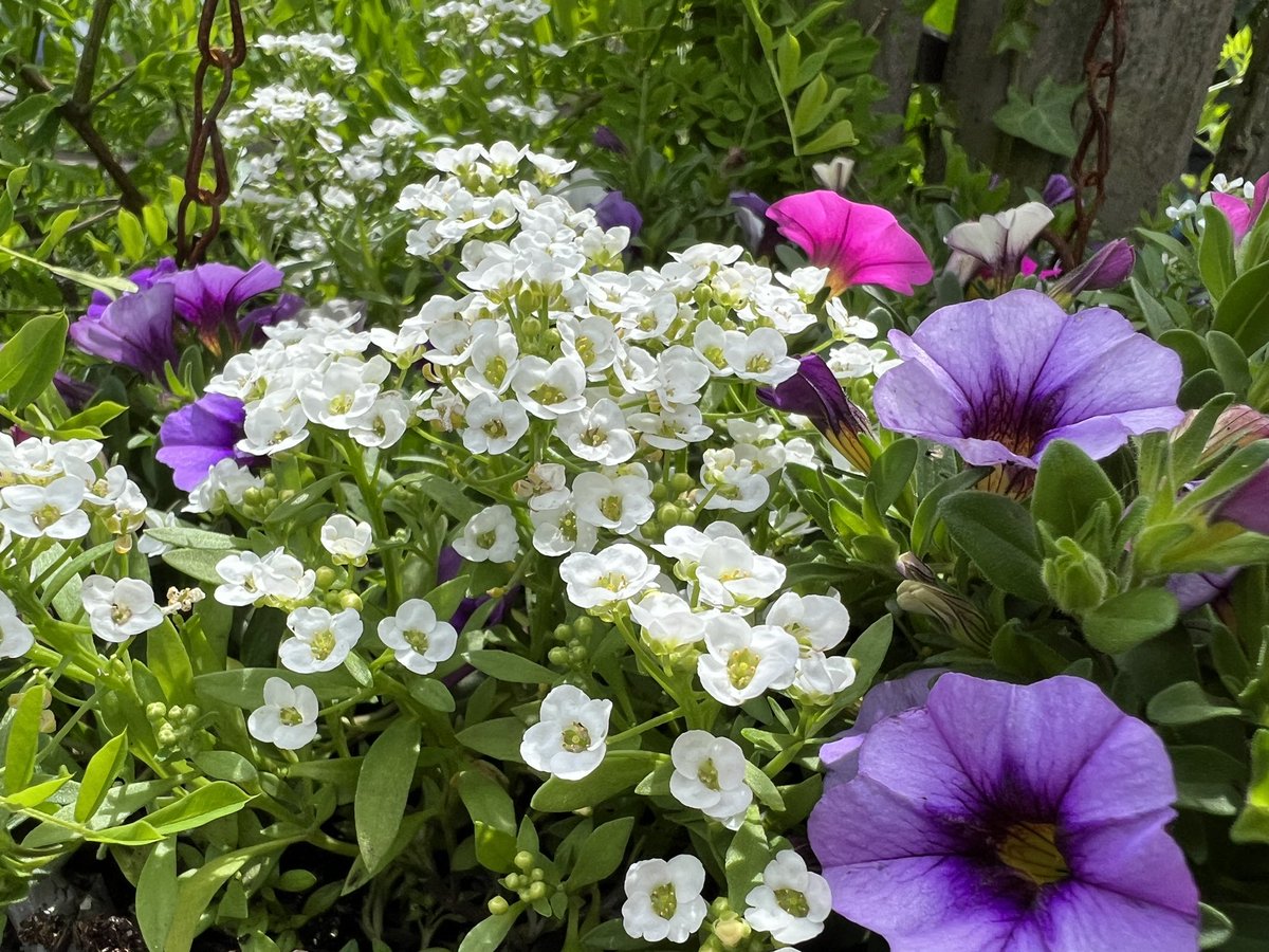 The one and only hanging basket is looking pretty today🌈💚🌈💚🌈💚🌈💚🌈💚🌈

#NannysGardenWorld

#Flowers #Garden #GardeningTwitter #hangingbasket #PlantingTwitter #BanPlasticGrass #PeatFree