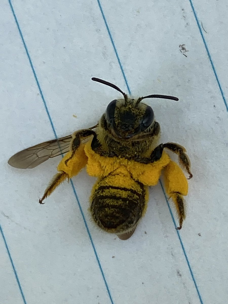 Pollinator Habitat in Log Landings (PHiLL) Project tweet media