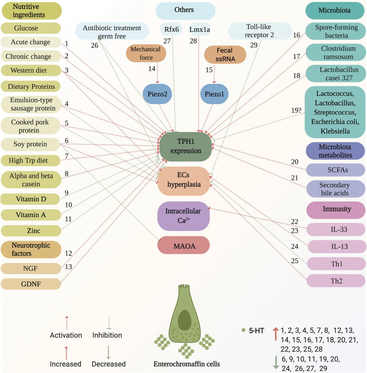 Bioenergetic Brain on Twitter "inhibit TPH1 for treating IBS or