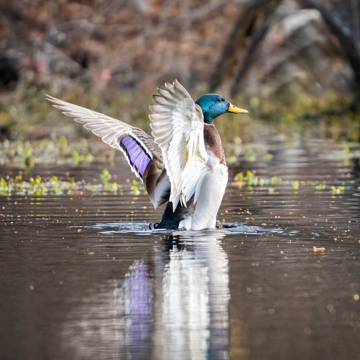 Duck

#nature #NaturePhotography #duck #bird #naturelover #naturelovers #NatureBeauty #nature_photo #natureisamazing #natureshot #natureshots #NatureIsBeautiful #NatureAmazing #nature_perfection #natureisbeautiful #naturephotograph #uwesimageworld #naturelove #naturesbeauty