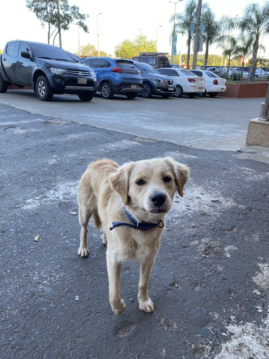 RT por faa!!😭 Perrito aparentemente perdido o abandonado en la salida del costado del Shopping Pinedo, se nota que espera que alguien salga 💔