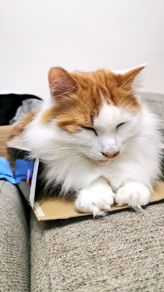 P_K_P_W's tweet photo. @Niome1997 Koji my Turkish Van. https://t.co/W3mW1Q4DRo