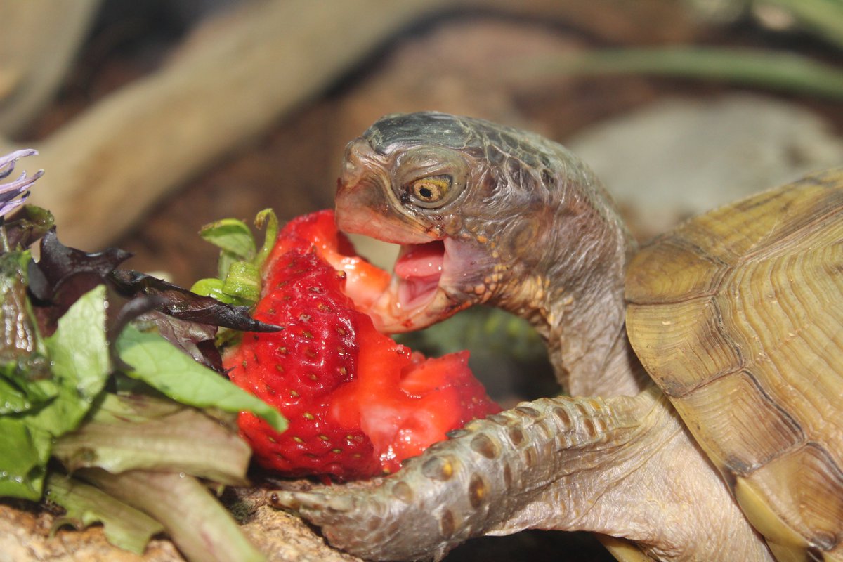 stormmom5's tweet image. Hope everyone's having a wonderful Saturday! Shelly sure is! #turtletude #theAdventuresofShelly #boxturtle #SaturdayMood @Read_Art_Garden @StormSpotterSTL @WilliamBug4 @BluzCardRNWx @shoshierose @KHQARich