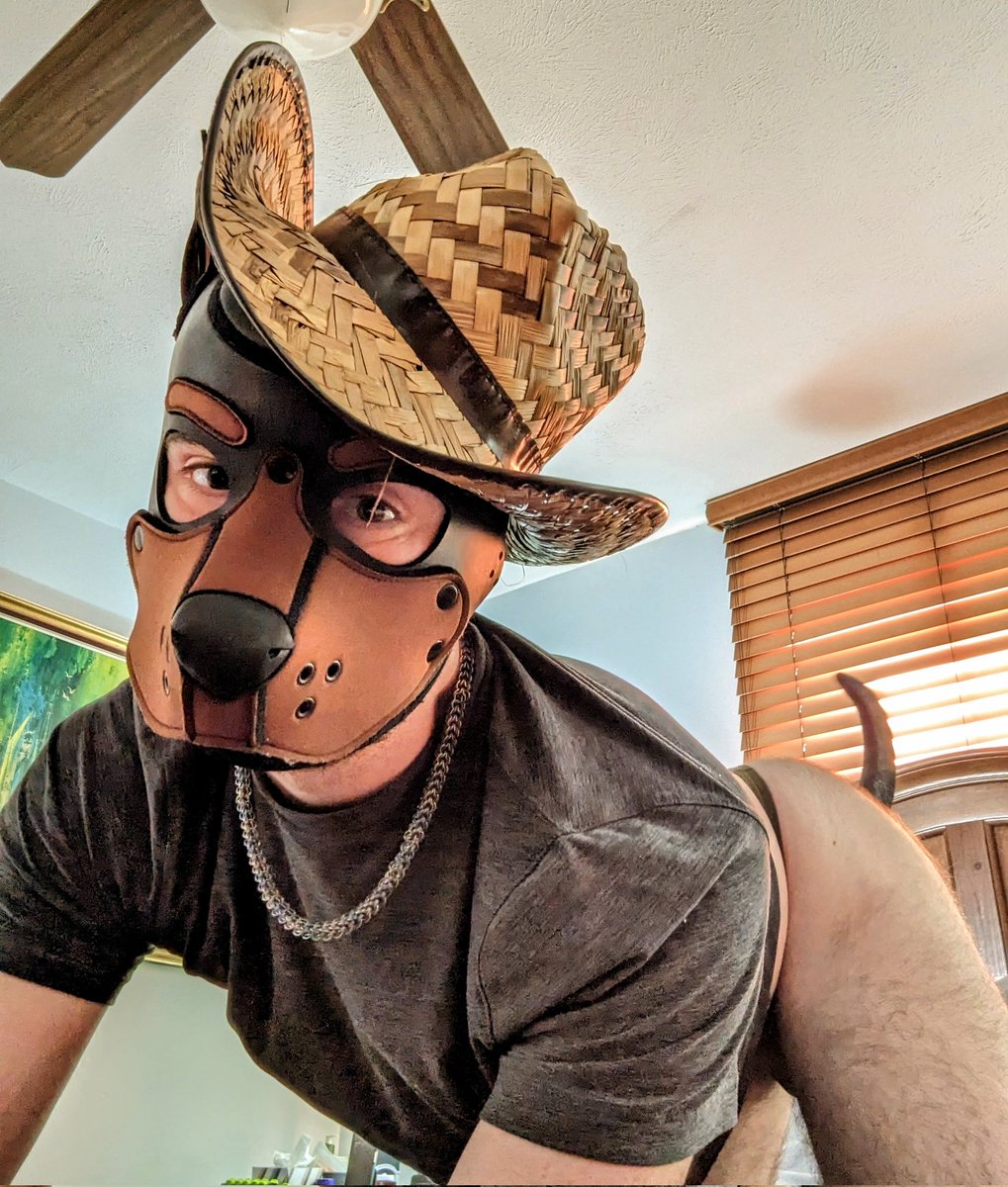 PupCedar's tweet photo. Hey howdy 🤠 been awhile, but this pup's still cowpokin' along https://t.co/ZeQNoRowp0