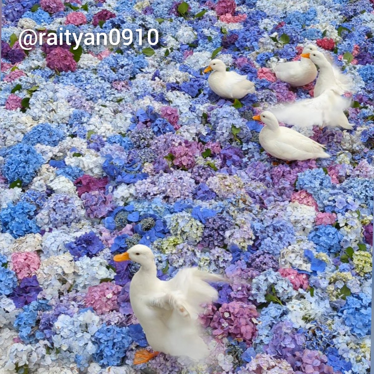 raityan0910（らいちゃん） (@raityan0910) / Posts / X