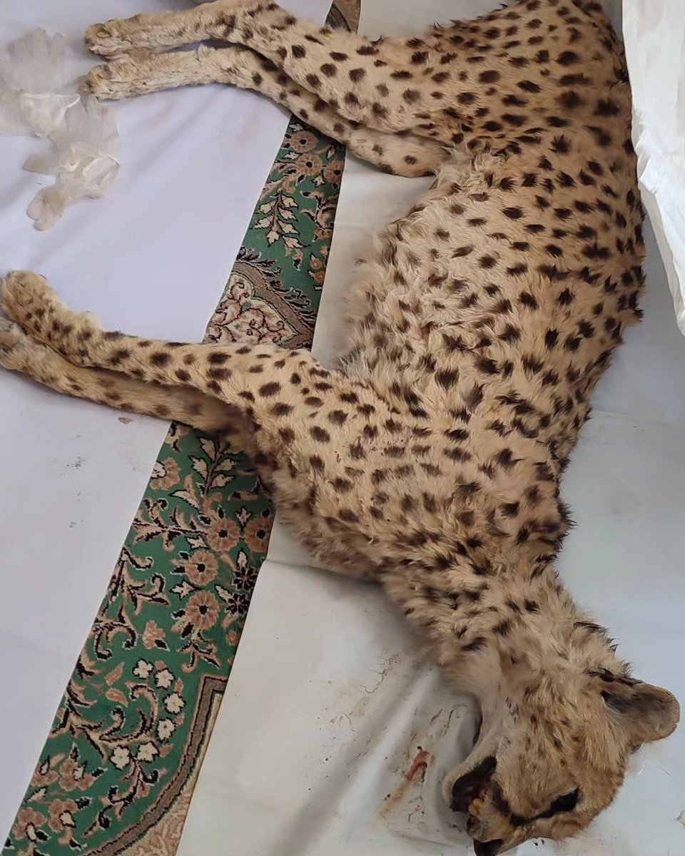 فلات ایران tweet media