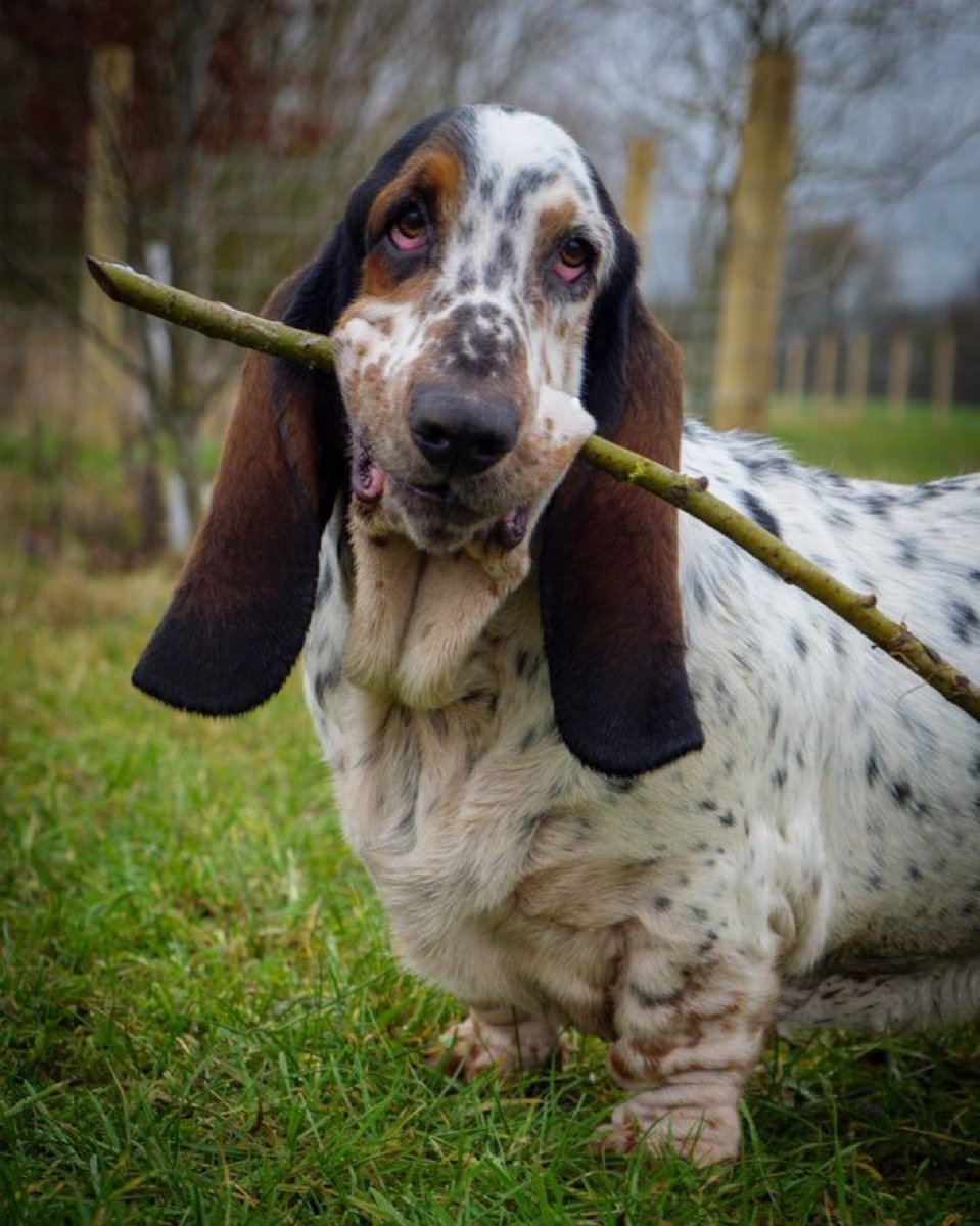 PhilSledge's tweet image. My friend told me about a dog that ran 5 miles to retrieve a stick. 

It sounds a little far fetched…