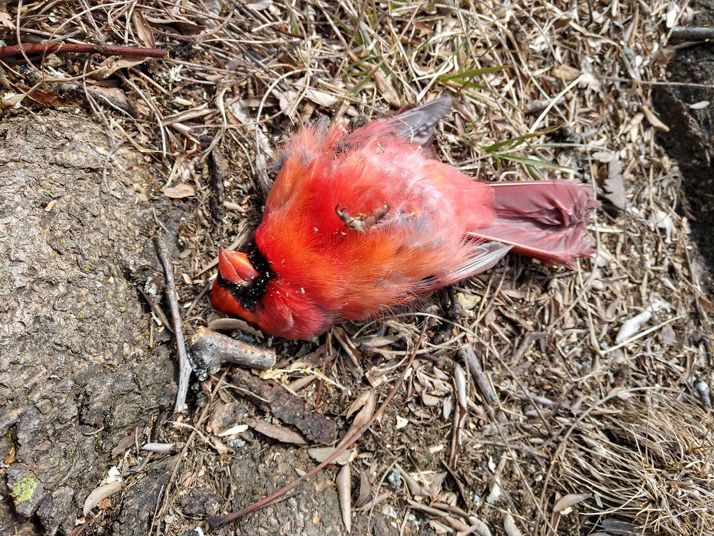 calebthaas's tweet photo. @Cardinals @CapitalOne @MLBEurope https://t.co/F40ctXircO