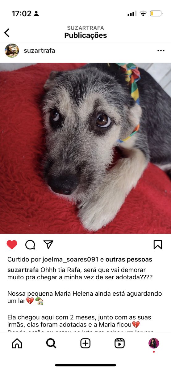 capsivara's tweet photo. ADOÇÃO EM SP 🚨 

- maria helena é filhote, tem 6 meses e todas as suas irmãs já foram adotadas e ela ficou 🥺
- está em interlagos na zona sul 
- já foi castrada e vacinada 
- porte médio 
contato da protetora: (11) 98665-0784 (insta: suzartrafa)

agradeço quem puder dar rt! https://t.co/QjZJVc0KXm