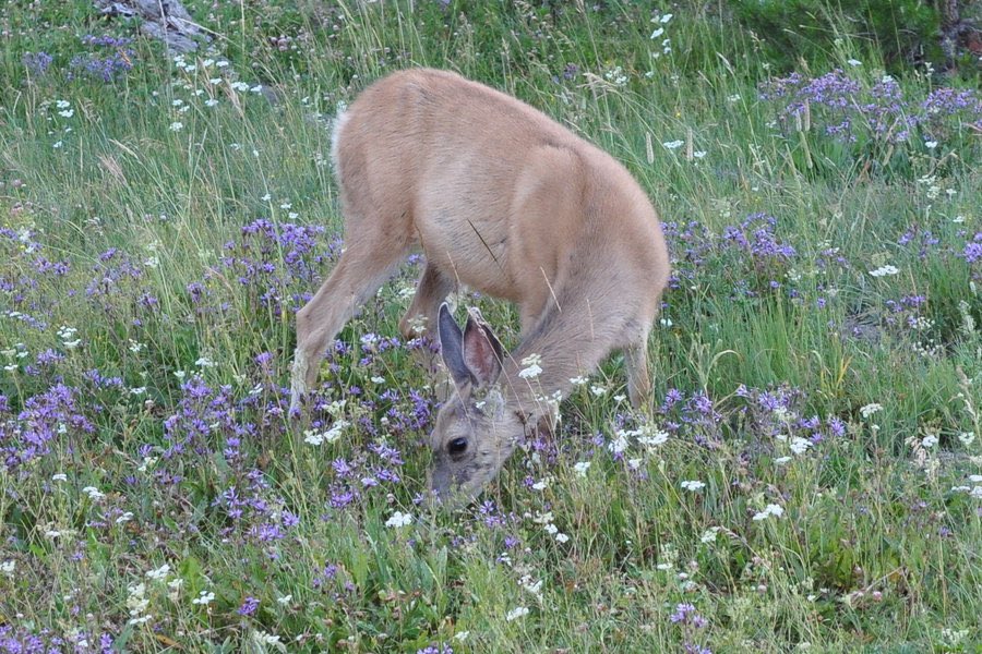 deer and wildflowers ♡