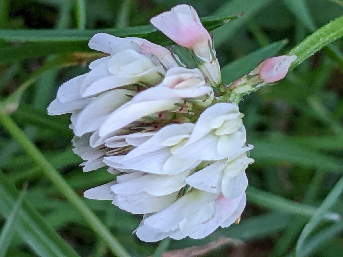 White clover