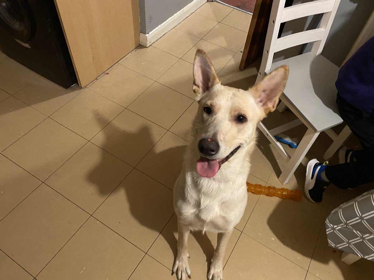 David_Maynard1's tweet photo. @tomparrott5 My 2 year old Alsatian cross greyhound 😍 https://t.co/zrYG56DC2M