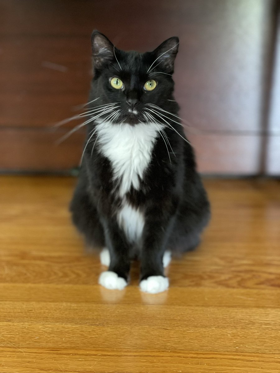 AshleaDavis's tweet photo. This is Fancy. She is two and stereotypically fussy about life. But she’s a purty girl. #Spicy #NoTouchie #UnlessTouchDemanded https://t.co/kn2KObQjKC