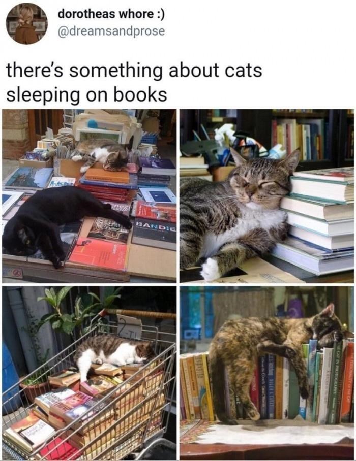 Happy Caturday!  #Caturday #lol #Memes #catmemes #BookWormSat #booklovers #BooksWorthReading #books