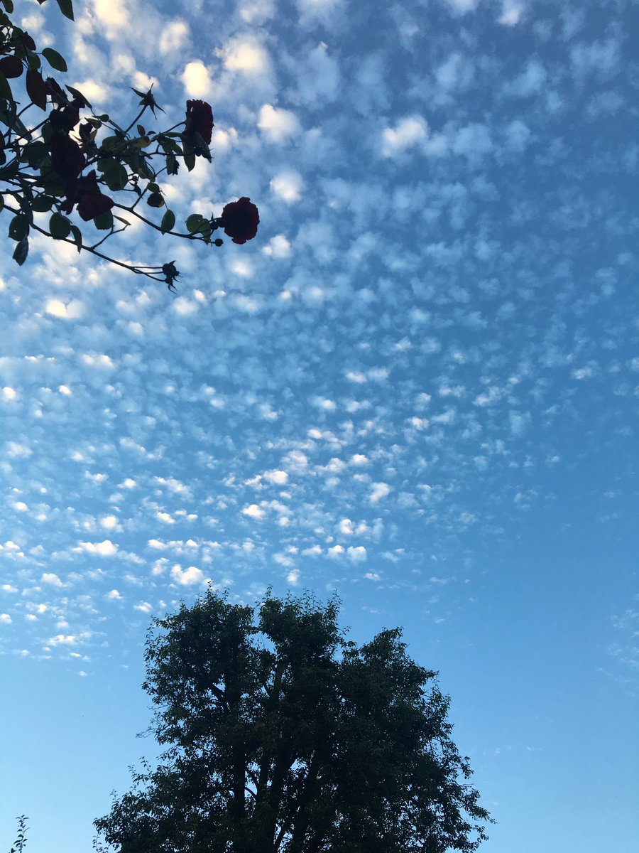 Garden pleasures. Any idea what this cloud formation means??!
