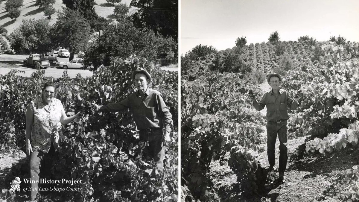 Who is Mel Casteel? He was known as one the most famous quality Zinfandel growers in San Luis Obispo County during his lifetime. buff.ly/3NDy2Ji
 #WineHistory #SanLuisObispo #SLOwine #PasoRobles #PasoWine #WineCountry
