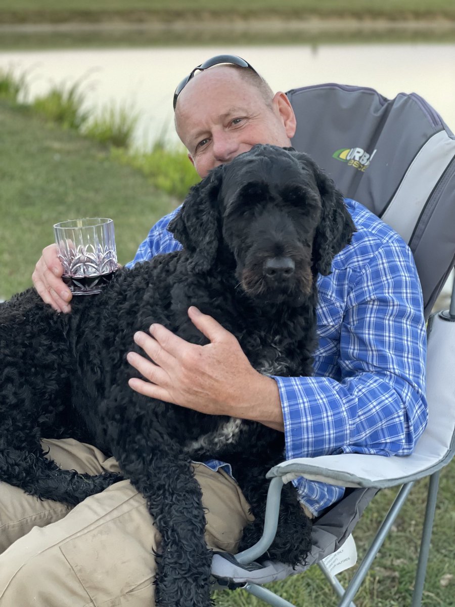 Portuguese Waterdog- the ultimate lap dog 🐾#dogs #loyalty #portuguesewaterdog