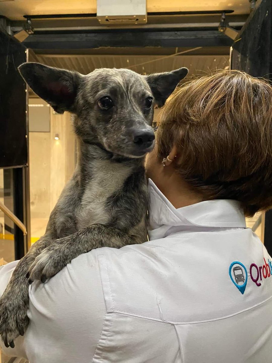 acueductoqro's tweet photo. Historias de #Qrobus

La conductora de la unidad T01  se detuvo creyendo que había atropellado un perrito que se  cruzó sorpresivamente en Constituyentes.

Bajó a revisar si estaba bien y con ayuda de dos de los viajeros lo rescataron. 

Este personal vale la pena @AMEQueretaro https://t.co/IWyZ8l4VEX