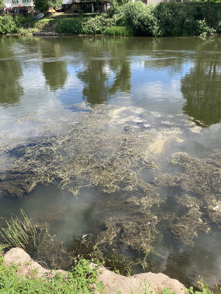 🌼🌿🌷 tweet media