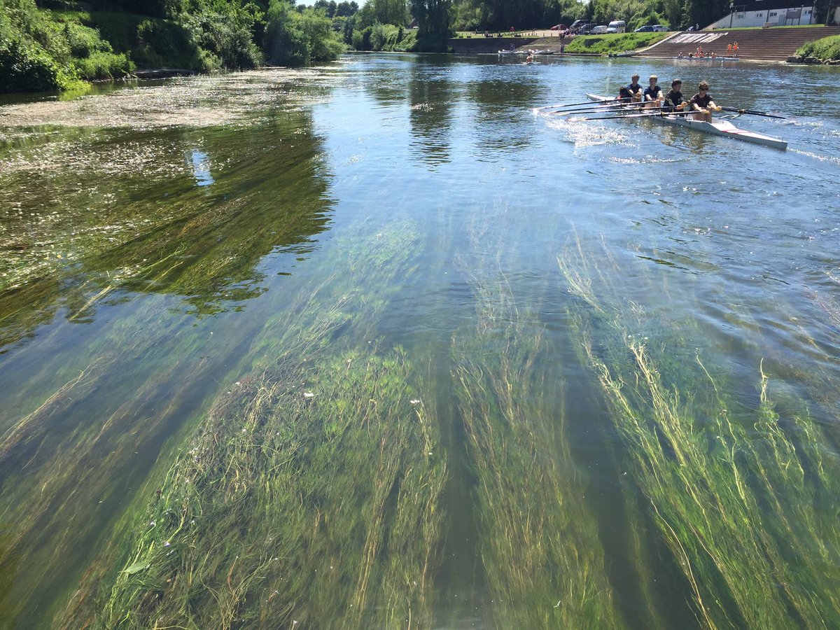 Different angle, same location, today and June 2018. The crowfoot is dying, the water is slow moving, warm and smelly. It is full of tiny fish though, so it’s not all bad! #wye #wyevalley #monmouth