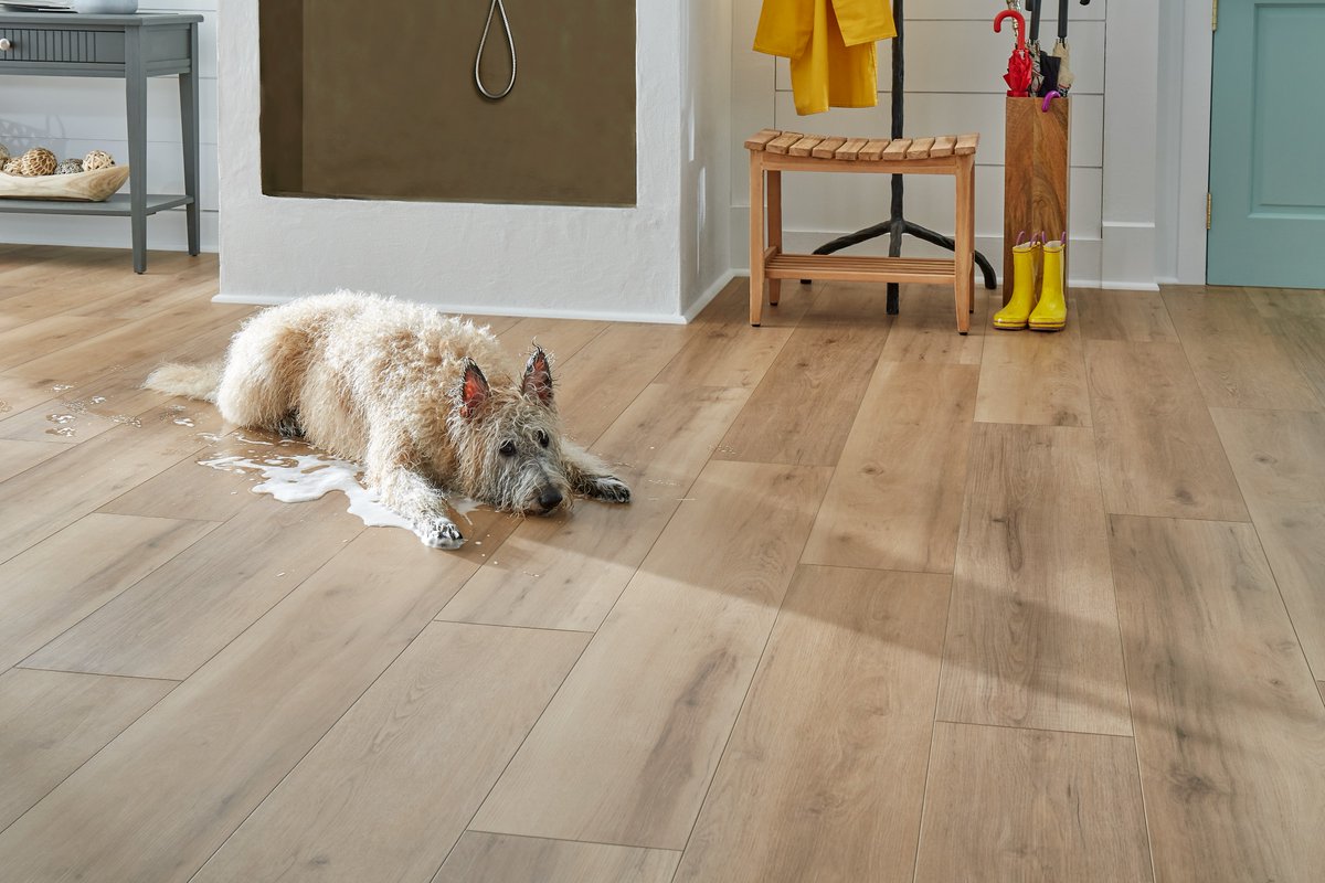 MohawkFlooring's tweet image. All that fur seems to trap dirt, and when it's time for a bath, it holds on to water just as well. 

Featured Flooring: #SolidTech Plus Poppy Reserve in Sanibel
Experience the joy of #waterproof floors: bit.ly/42WXCxo

#wetprotect #dogbath #bathtime #dog #petfriendly