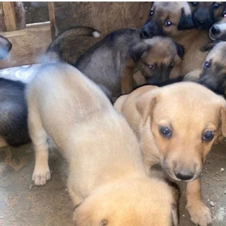 WhiskersT's tweet photo. The puppies were produced by the same mum https://t.co/MUrB4mr6y4