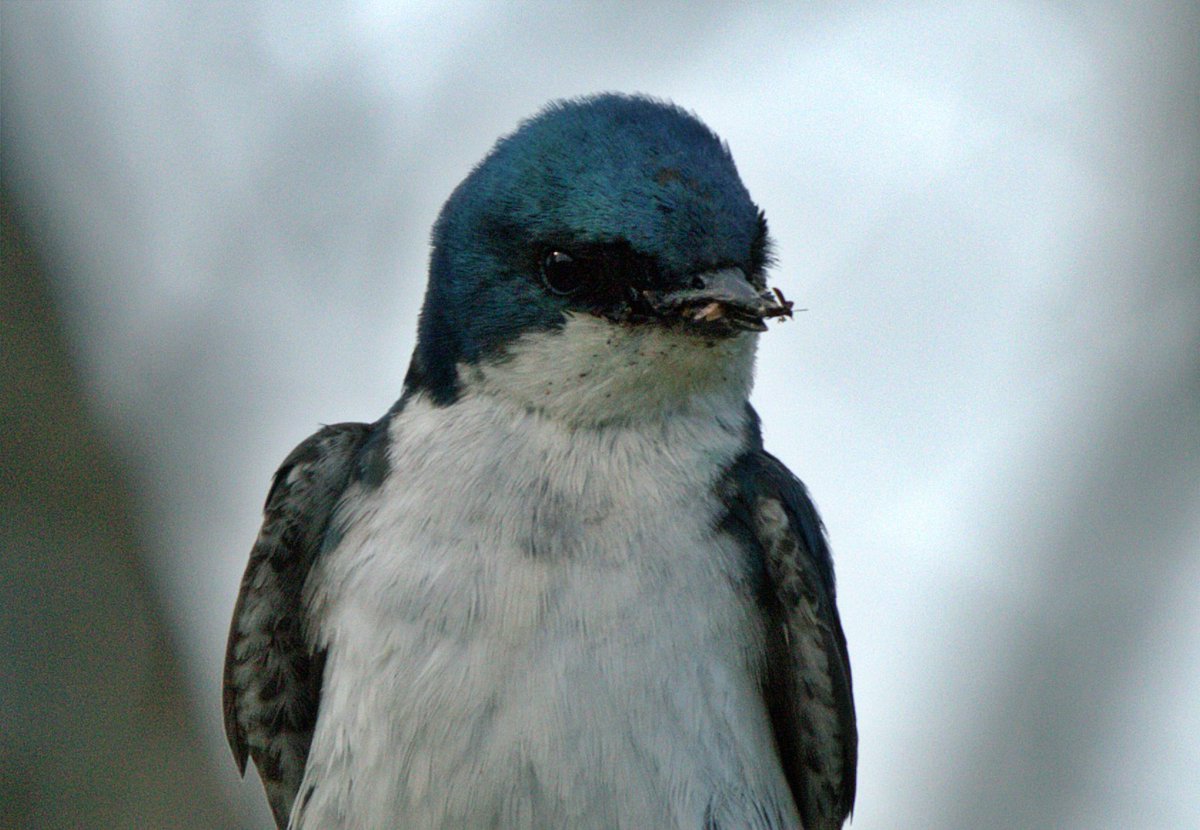 NLDPhotographyy's tweet photo. Tree Swallow with a bug to feed the babies in a nest nearby at the Middle Creek Wildlife Reserve in Pennsylvania. 🪳🐦
#birdsphotographer #birdphotos #birdwatchers #birdphotography #birdsonearth #birdsofinstagram #birds_captures #naturespot #NaturePhotography https://t.co/mscBu7AaQC
