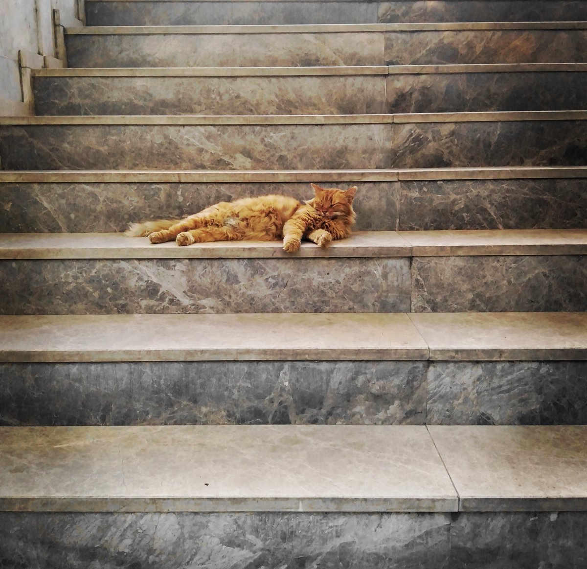 #StaircaseSaturday #Caturday 
Izmir
Türkiye