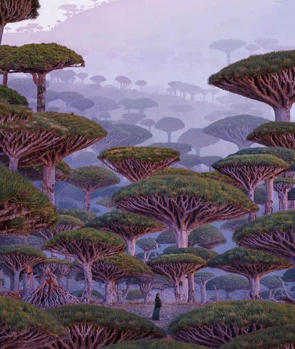 The Socotra Dragon Trees from Socotra Island, Yemen