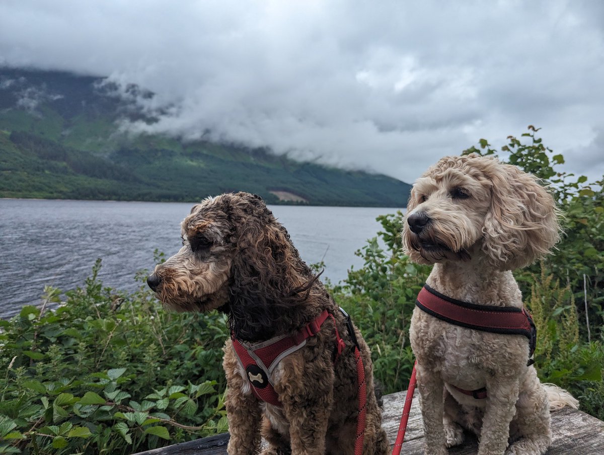 kmLm's tweet photo. @Fleks27 Oscar and Lando are not cute - they are tough and rugged ruffians https://t.co/QI3f9fGVTg