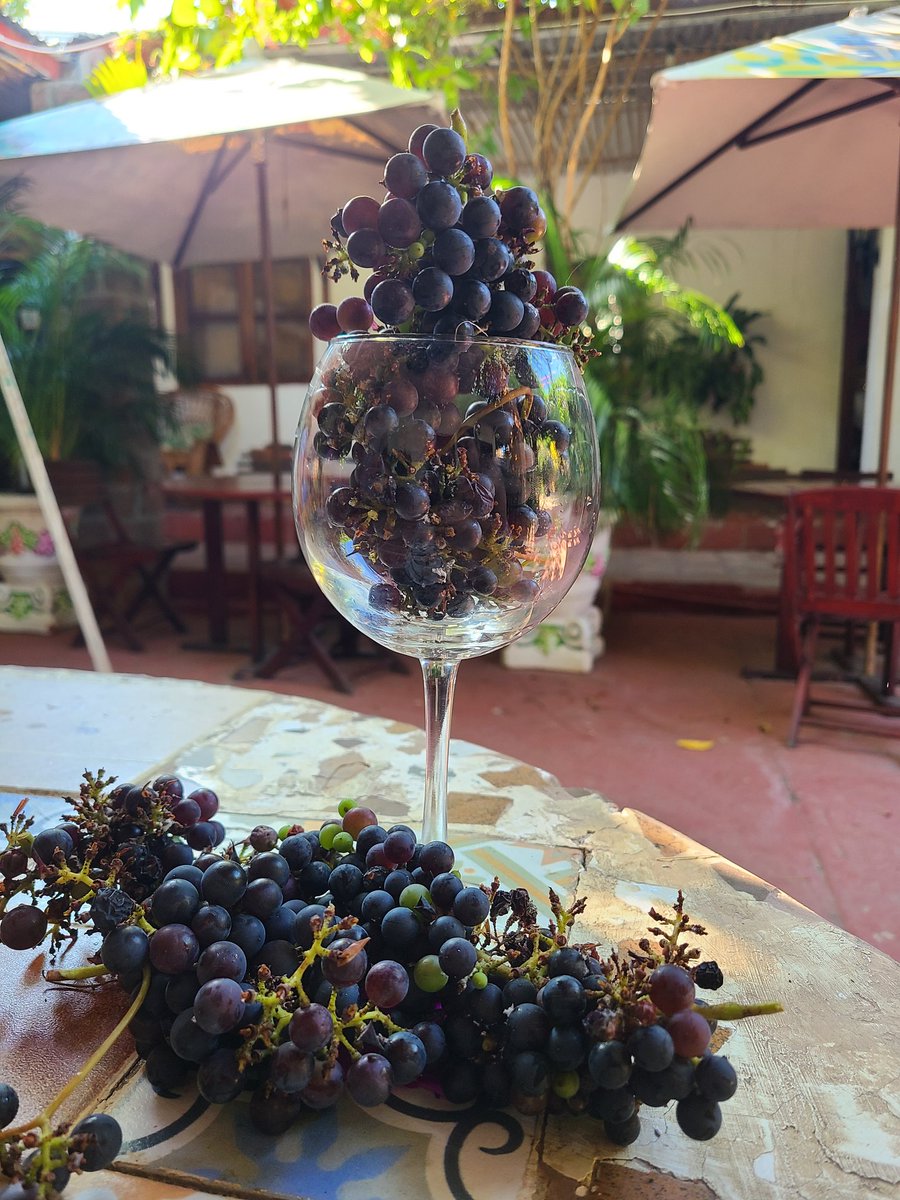 casasantosreyes's tweet photo. Nuestros jardines tienen una gran variedad de plantas, pájaros, sonidos y aromas. El contacto con la naturaleza es parte esencial de la experiencia 🌿
Visítanos y descubre nuestros espacios rodeados de una inmensa diversidad. 
Haz tu reserva
#valledupar #hotelesvalledupar #Travel https://t.co/0qK3vyPPLZ