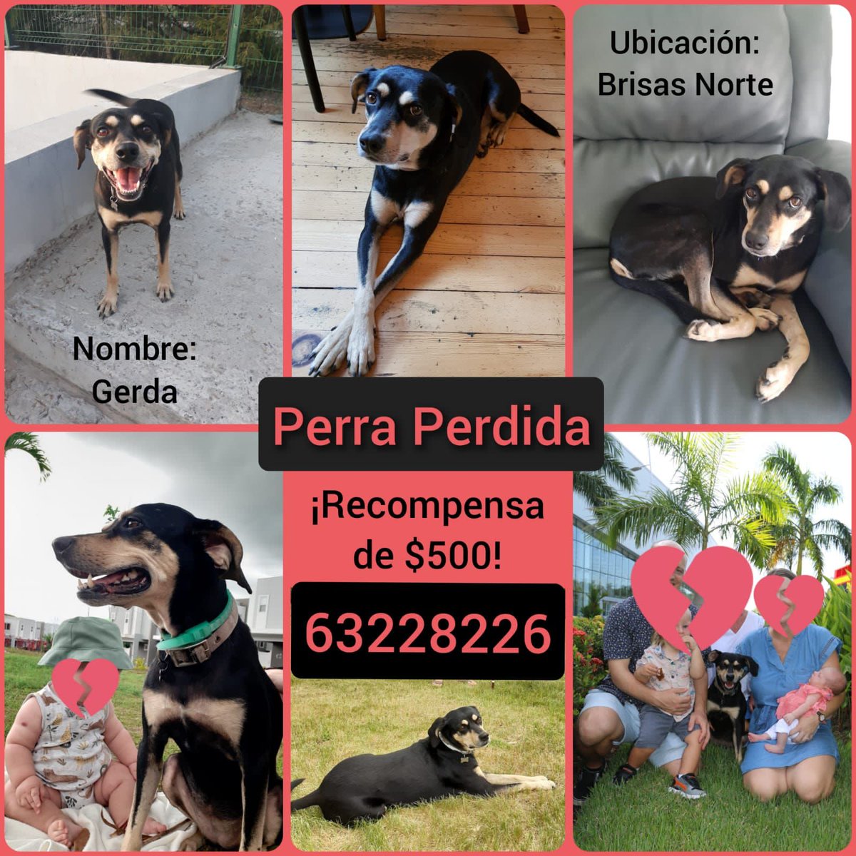 quinnannette's tweet photo. Se busca.
Recompensa de $500.00
Gerda se perdió hace 3 semanas por área del PH AUGUSTA paseo del Norte.
 
Es Negra con marrón claro en las piernas, el pecho y cara. Cejas marrones y collar verde oscuro con una etiqueta morada en forma de hueso. 63228226 https://t.co/PBh4nfSc7t